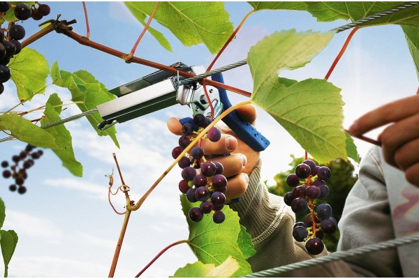 Кольцевой плайер для растений Rapid R:Plier LIG 150 Vine 40107753